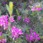 Il Giardino Del Nespolo B&B 알게로