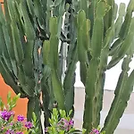 Il Giardino Del Nespolo B&B 3*