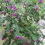Il Giardino Del Nespolo 알게로