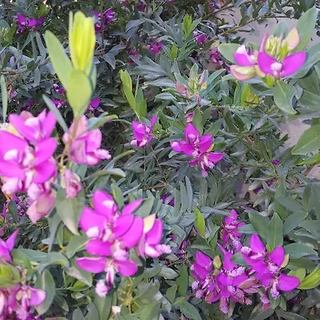 Il Giardino Del Nespolo Couette-café Alghero