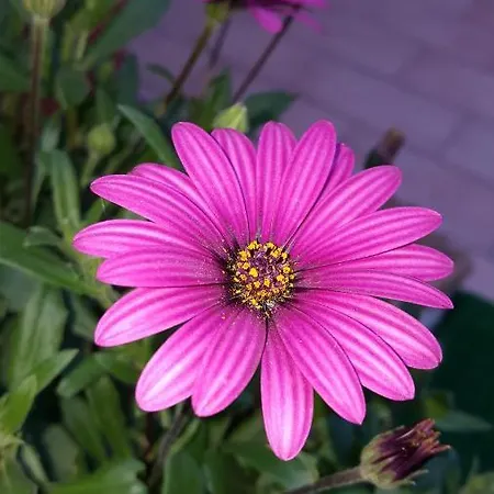 Il Giardino Del Nespolo Couette-café Alghero
