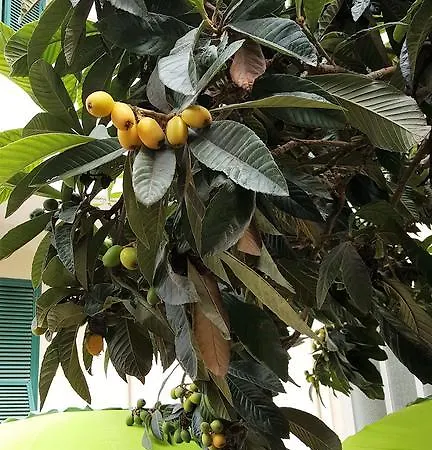 Il Giardino Del Nespolo Couette-café *
