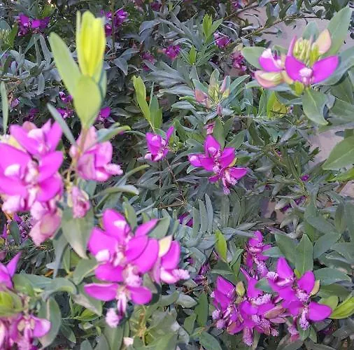 Il Giardino Del Nespolo Frühstückspension Alghero