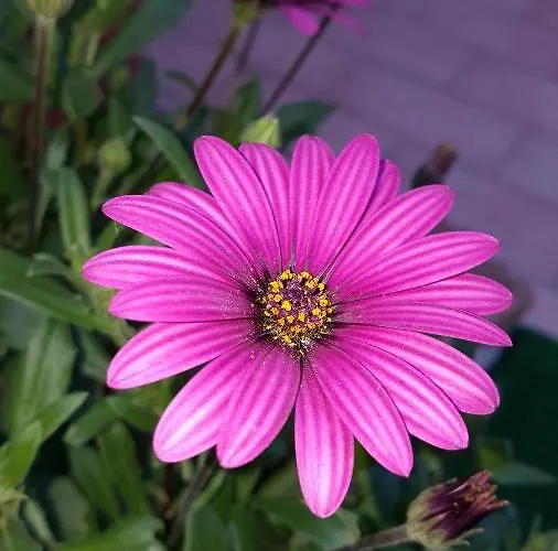 Il Giardino Del Nespolo Frühstückspension Alghero