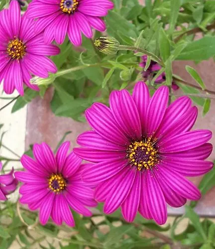 Il Giardino Del Nespolo Frühstückspension