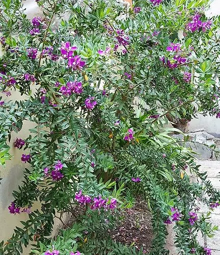 Il Giardino Del Nespolo Alghero