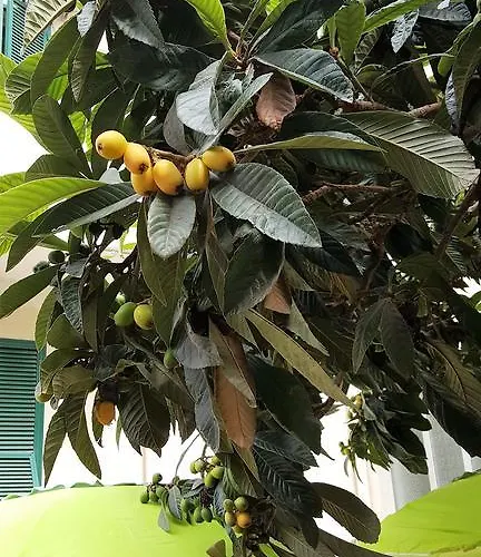 Il Giardino Del Nespolo Frühstückspension 3*