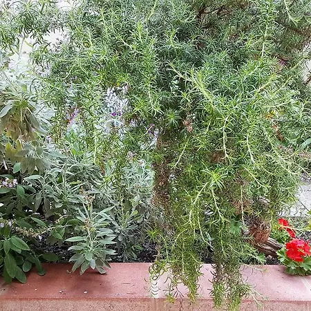 Bed & Breakfast Il Giardino Del Nespolo