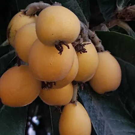 伊泽迪诺德尔尼帕洛酒店 住宿加早餐酒店