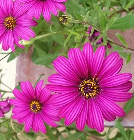 伊泽迪诺德尔尼帕洛酒店 住宿加早餐酒店