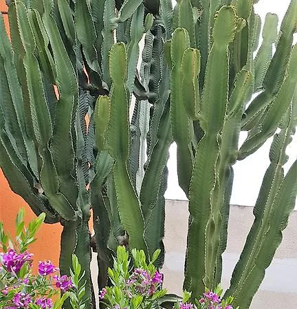 伊泽迪诺德尔尼帕洛酒店 住宿加早餐酒店 3*