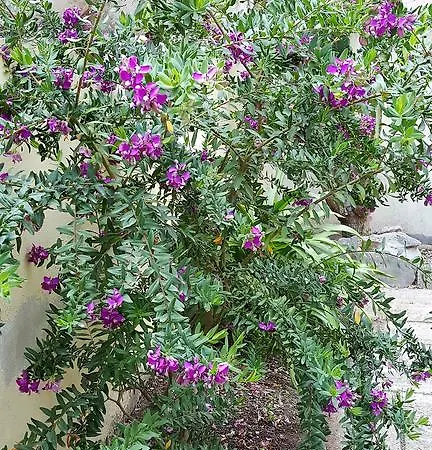 伊泽迪诺德尔尼帕洛酒店 阿尔盖罗